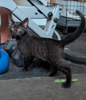 Iggy -  Domestic Short Hair Cat Available for Adoption in Rossville, Georgia - Iggy | PetCurious