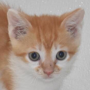 Domestic Short Hair Cats Available for Adoption - Cheddarbomb | PetCurious
