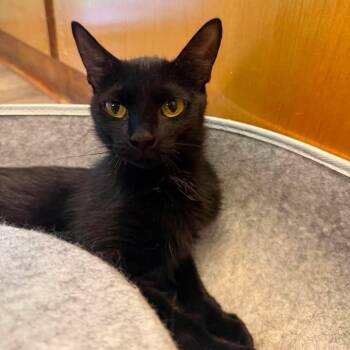 Tinker -  Domestic Short Hair Cat Available for Adoption in Wilmington, North Carolina - Tinker | PetCurious