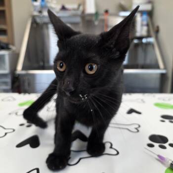 Wednesday -  Domestic Short Hair Cat for Adoption in Sand Springs, Oklahoma - Wednesday | PetCurious