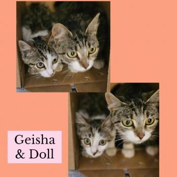 Rescue Domestic Short Hair Cats for Adoption in Wheeling, Illinois - Doll | PetCurious