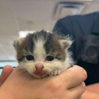 Domestic Short Hair Cats Available for Adoption in Gadsden, Alabama - Louise | PetCurious