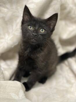 Astrid -  Domestic Short Hair Cat Available for Adoption in Decorah, Iowa - Astrid | PetCurious