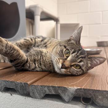 Megatron -  Domestic Short Hair Cat Available for Adoption in Rocky Mount, Virginia - Megatron | PetCurious