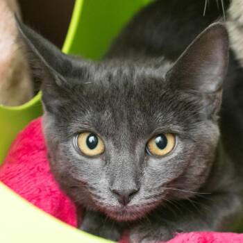 Eleanor Rigby -  Domestic Short Hair Cat for Adoption in Middletown, Rhode Island - Eleanor Rigby | PetCurious