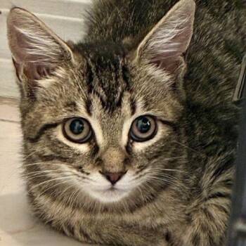 Olive -  Domestic Short Hair Cat for Adoption in Tampa, Florida - Olive | PetCurious