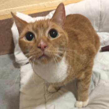 Rescue Domestic Short Hair Cats for Adoption in Los Angeles, California - Gizmo | PetCurious