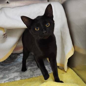 Fish Face -  Domestic Short Hair Cat Available for Adoption in Walker, Michigan - Fish Face | PetCurious
