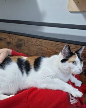 Kiko & Theo -  Domestic Short Hair Cat for Adoption in Lakesite, Tennessee - Kiko & Theo | PetCurious
