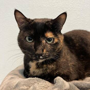 Domestic Short Hair Cats Available for Adoption - Spice Girl | PetCurious