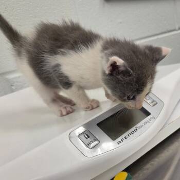 Mrs. Norris -  Domestic Short Hair Cat for Adoption in Chattanooga, Tennessee - Mrs. Norris | PetCurious