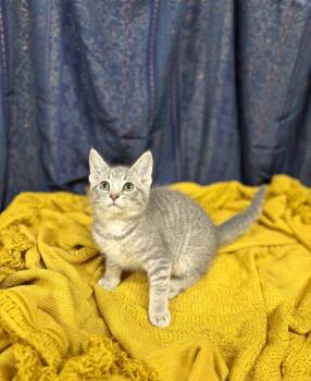 Blossom -  Domestic Short Hair Cat for Adoption in Upper Sandusky, Ohio - Blossom | PetCurious