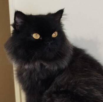 Persian Cats Available for Adoption in Brampton, Ontario - Sushi | PetCurious