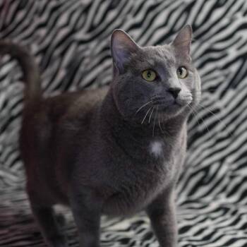 Loomie -  Domestic Short Hair Cat for Adoption in Wheaton, Illinois - Loomie | PetCurious