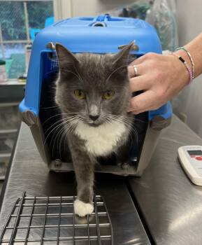 Stray Cat found on Pine Grove Rd in Medfield -  Domestic Medium Hair Cat for Adoption in Medfield, Massachusetts - Stray Cat Found On Pine Grove Rd In Medfield | PetCurious