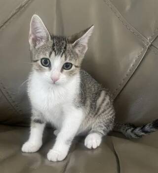 PEARL -  Domestic Short Hair Cat for Adoption in Fort Myers, Florida - PEARL | PetCurious