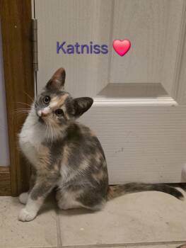 Katniss -  Dilute Calico Cat for Adoption in Luna Pier, Michigan - Katniss | PetCurious