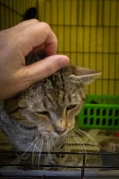 Tabby Cats Available for Adoption in Greenville, Delaware - Jimbeans (FCID# 04/30/2026 - 12 Trainer) | PetCurious