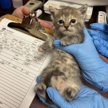 Opal -  Domestic Medium Hair Cat for Adoption in Tempe, Arizona - Opal | PetCurious
