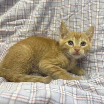 Lassen -  Domestic Short Hair Cat for Adoption in Hawthorne, California - Lassen | PetCurious