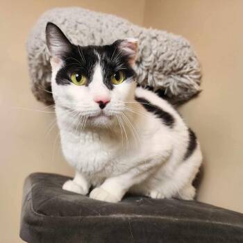 Rescue Domestic Short Hair Cats for Adoption in Greensburg, Pennsylvania - Poe | PetCurious