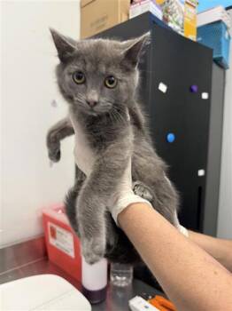 Domestic Short Hair Cats Available for Adoption in West Chester, Pennsylvania - Lucky Louie | PetCurious