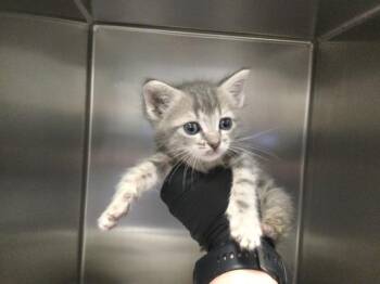 Domestic Short Hair Cats Available for Adoption in Thousand Palms, California - ANCHOVY | PetCurious