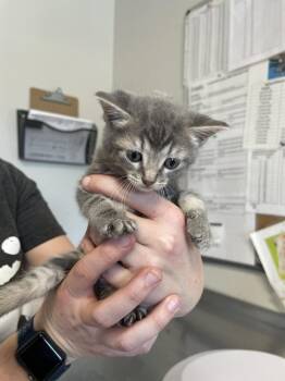 Domestic Short Hair Cats Available for Adoption in Bolivar, Missouri - Zelda | PetCurious