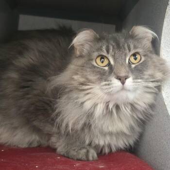 Shelly -  Domestic Medium Hair Cat for Adoption in Waterloo, Iowa - Shelly | PetCurious