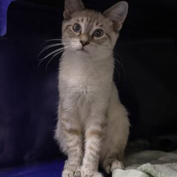 Dash -  Domestic Short Hair Cat for Adoption in Los Angeles, California - Dash | PetCurious