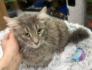 Domestic Medium Hair Cats Available for Adoption in Adrian, Michigan - Ernie | PetCurious