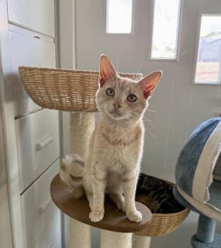 River -  Domestic Short Hair Cat for Adoption - River | PetCurious
