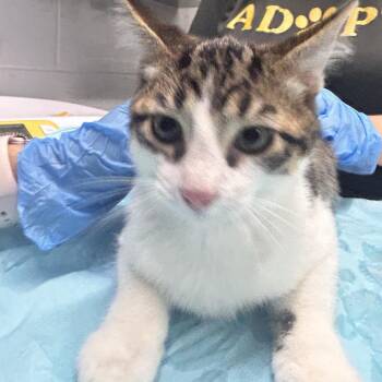 Nick -  Domestic Short Hair Cat for Adoption in Summerville, South Carolina - Nick | PetCurious