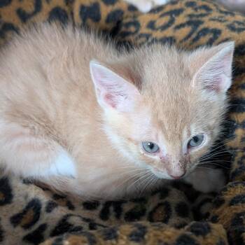 Domestic Short Hair Cats Available for Adoption in Jefferson City, Tennessee - Macintosh | PetCurious