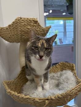 Cali - At Felius Cat Cafe -  Calico Cat for Adoption in Omaha, Nebraska - Cali - At Felius Cat Cafe | PetCurious