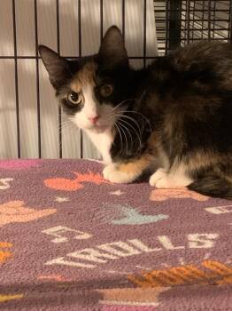 Iris  Lee -  Domestic Short Hair Cat Available for Adoption in Douglasville, Georgia - Iris  Lee | PetCurious