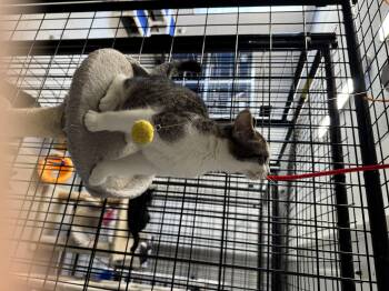 Rescue Domestic Short Hair Cats for Adoption in Hoopeston, Illinois - Cucumber | PetCurious