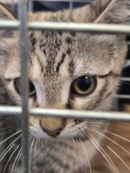 Rescue Domestic Short Hair Cats for Adoption in Casper, Wyoming - VIPER | PetCurious