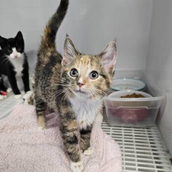 Rain -  Domestic Short Hair Cat for Adoption in Monroe, Michigan - Rain | PetCurious