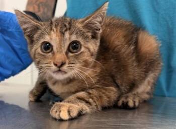 Janice -  Domestic Short Hair Cat for Adoption - Janice | PetCurious
