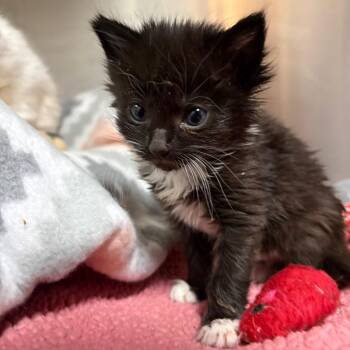 Carter -  Domestic Medium Hair Cat for Adoption in Cumming, Georgia - Carter | PetCurious