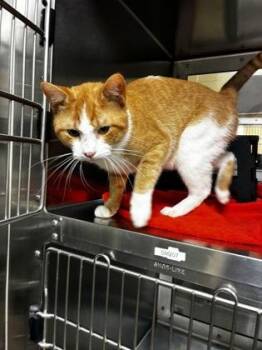 Arthur -  Domestic Short Hair Cat for Adoption in Wichita, Kansas - Arthur | PetCurious