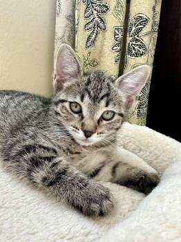 Bumble -  Domestic Short Hair Cat for Adoption in Houston, Texas - Bumble | PetCurious