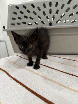Bingley -  Domestic Medium Hair Cat for Adoption in Brookings, Oregon - Bingley | PetCurious