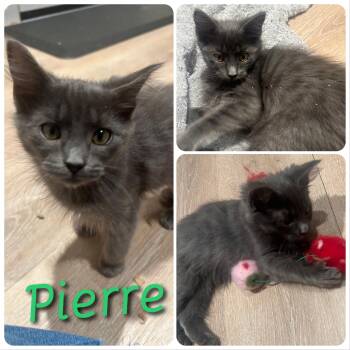 Pierre -  Domestic Long Hair Cat for Adoption in Hollister, California - Pierre | PetCurious