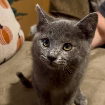 Rescue Domestic Short Hair and Russian Blue Cats for Adoption in Gastonia, North Carolina - Grayson | PetCurious