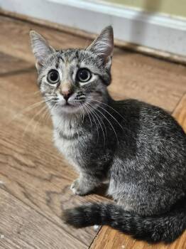 Sopapilla -  Domestic Short Hair Cat for Adoption in Greensboro, North Carolina - Sopapilla | PetCurious