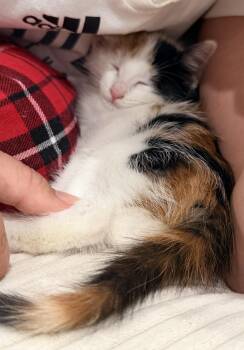Domestic Short Hair Cats Available for Adoption in East Hanover, New Jersey - Zoe | PetCurious