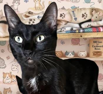 Domestic Short Hair Cats Available for Adoption in North Highlands, California - DahliaQ | PetCurious