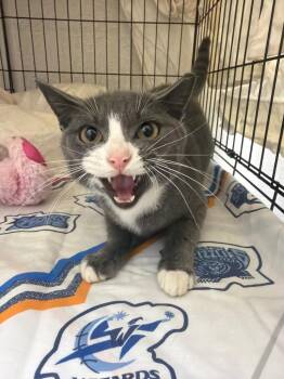 Wonder -  Domestic Short Hair Cat for Adoption in Pomona, New York - Wonder | PetCurious
